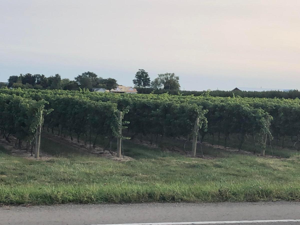 Villa In The Vines Niagara-on-the-Lake Bagian luar foto